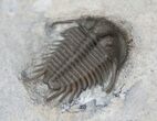 Cyphaspides Trilobite - Superb Preparation #16407-1